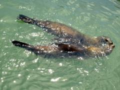 [Photo : Phoques dans l'eau à Pier 39, Fisherman's Wharf Port de San Francisco]