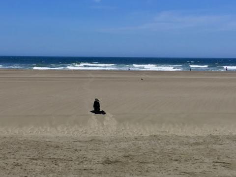 Photo : l'Océan Pacifique à San Francisco