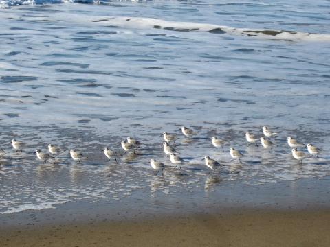 Photo : Oiseaux Snowy Plover sur la plage