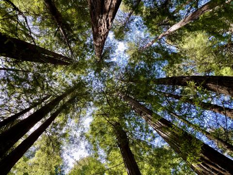 [Photo : Forêt primaire de Muir Wood]